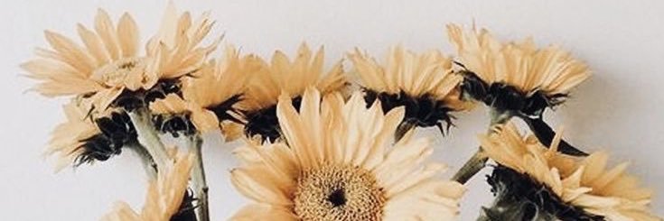 PopeRachel12's profile banner image
