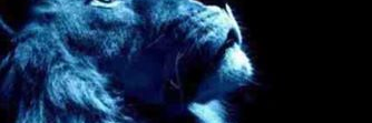 dianebf711's profile banner image