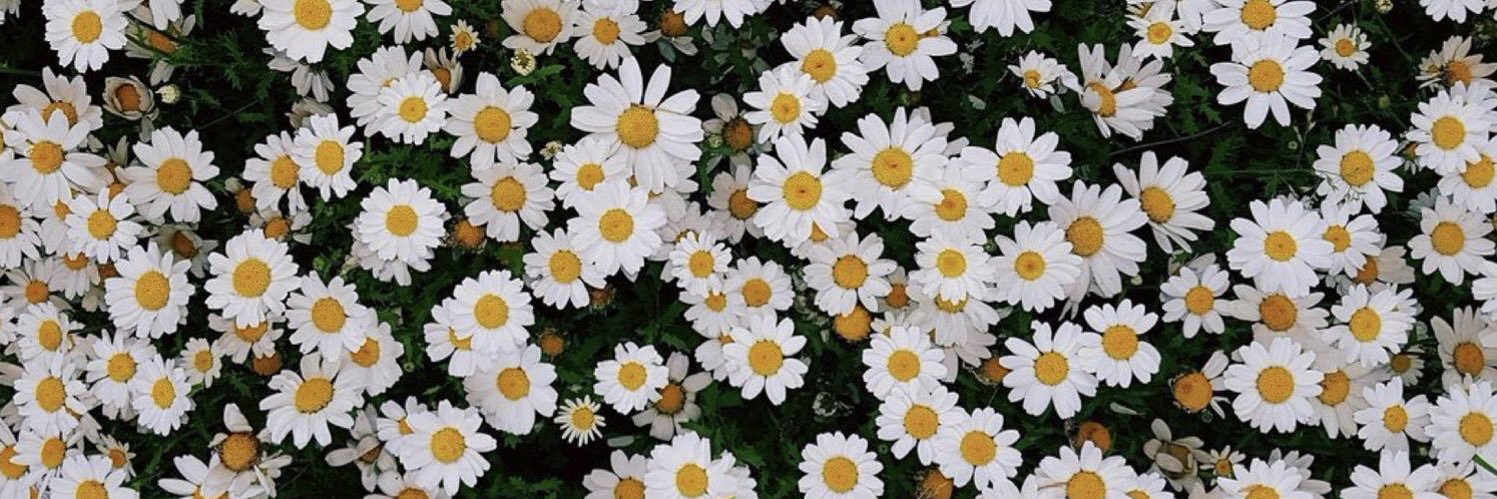 camicaricato's profile banner image