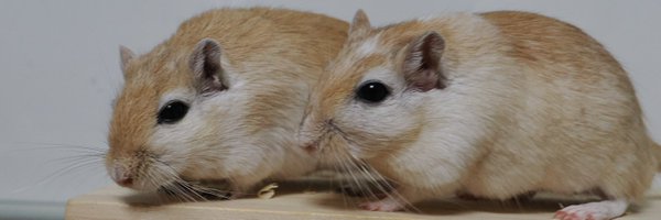 Ay_nihs Profile Banner