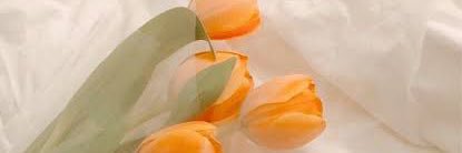 ｙ banner
