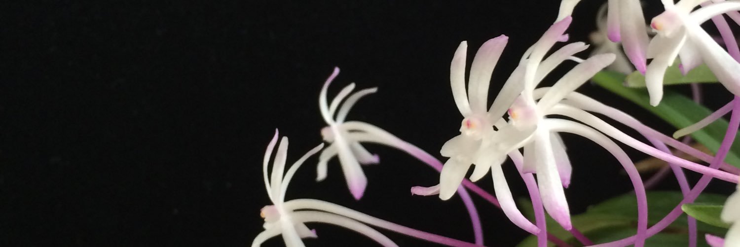 PeloricFlower's profile banner image