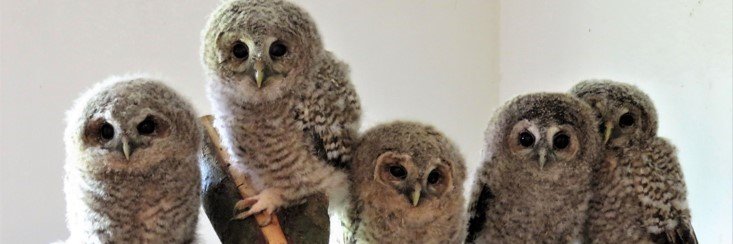 Secret World Wildlife Rescue banner