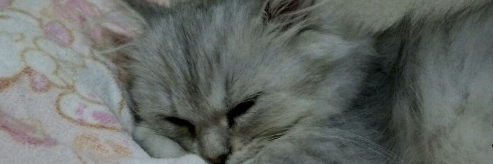 VPON775's profile banner image