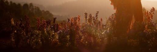 fanadjani's profile banner image