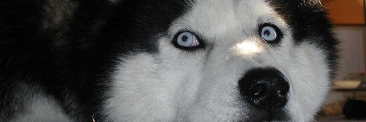 HuskyTheGod's profile banner image