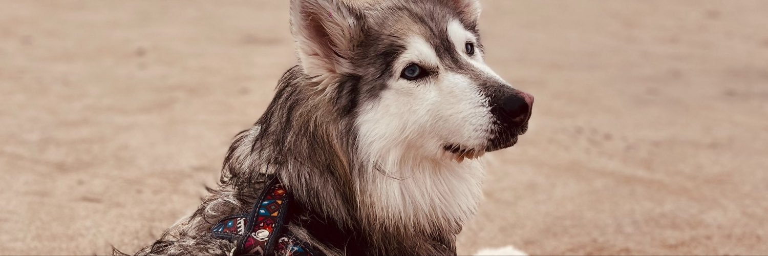 ArandaFeer's profile banner image