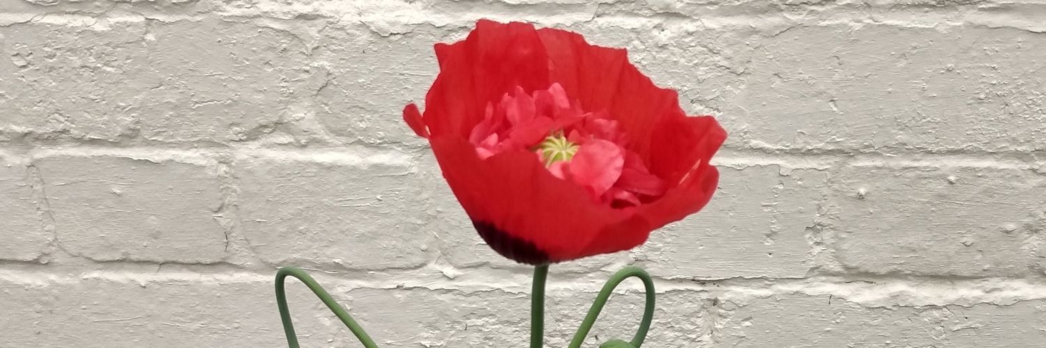 Shelly🐾🏴󠁧󠁢󠁥󠁮󠁧󠁿 banner