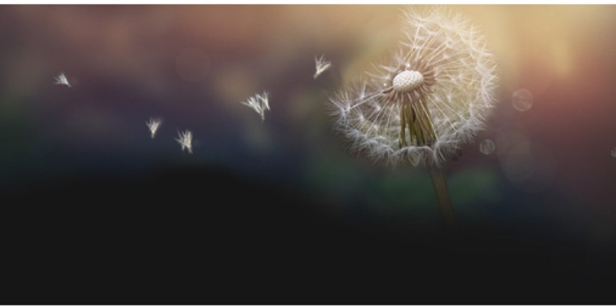CaraDowney's profile banner image