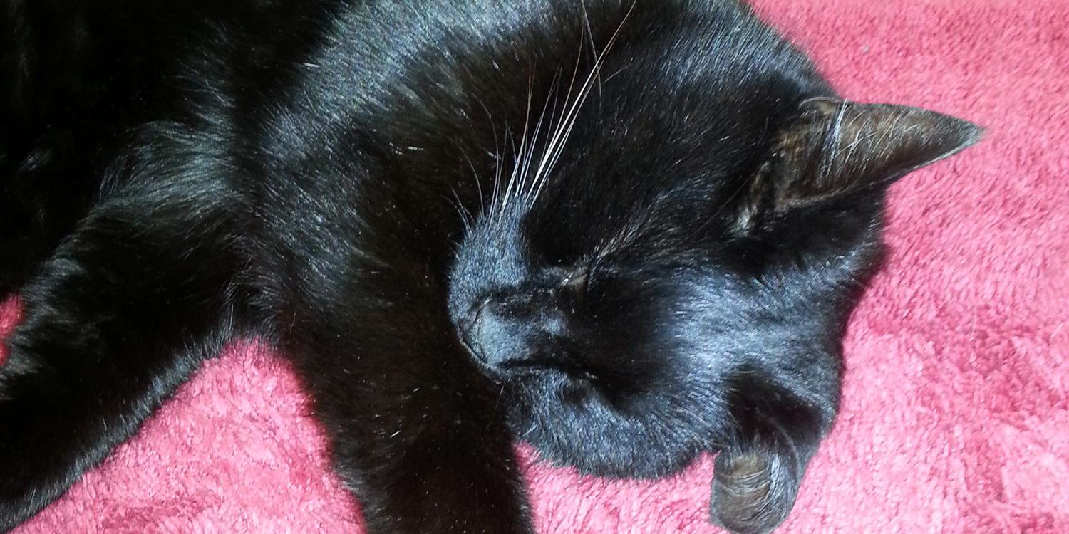 CoolCatsBlWh's profile banner image