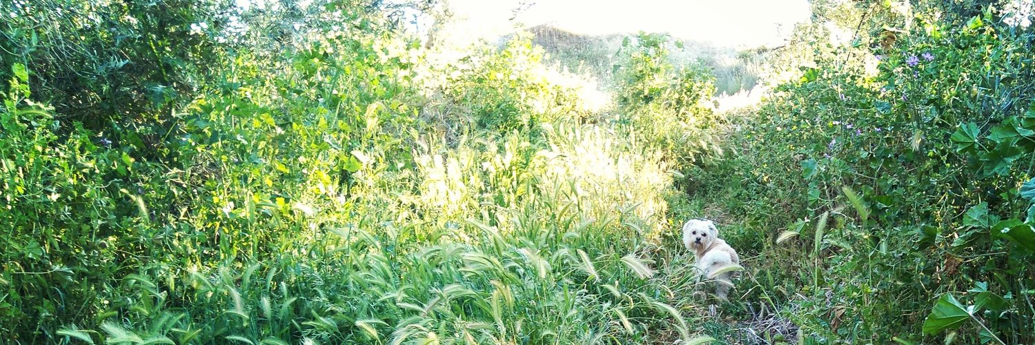 TheBugma's profile banner image