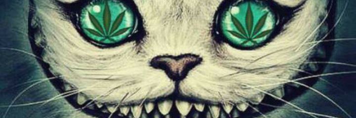 125Maaxi's profile banner image