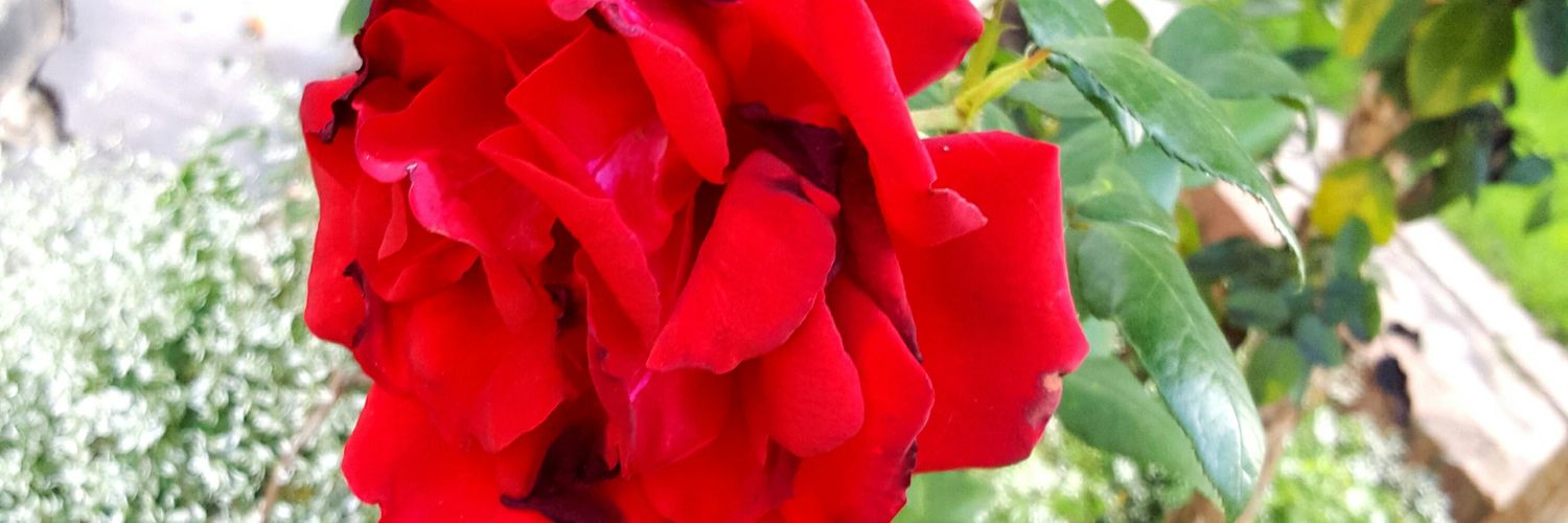 emmaRutendo's profile banner image