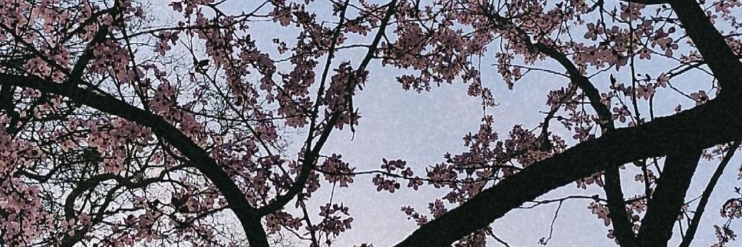 Mogo_42's profile banner image