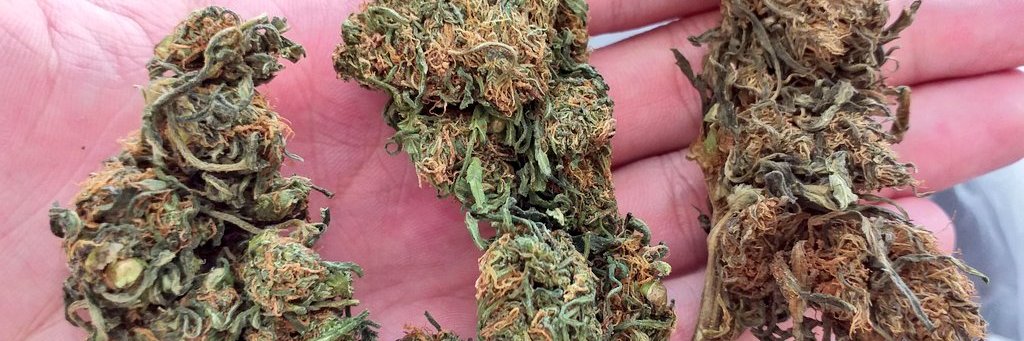 bezerraweed's profile banner image