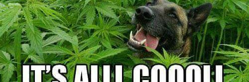 FranRock_Dog's profile banner image