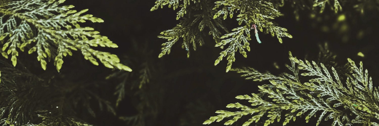 saige banner