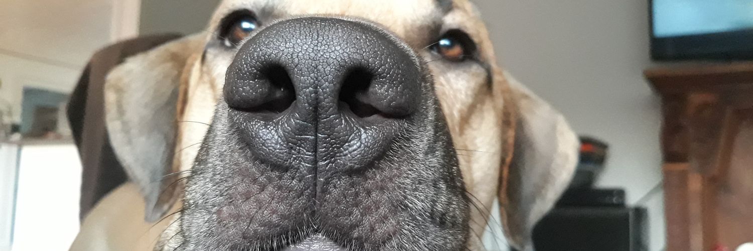 FogDog banner
