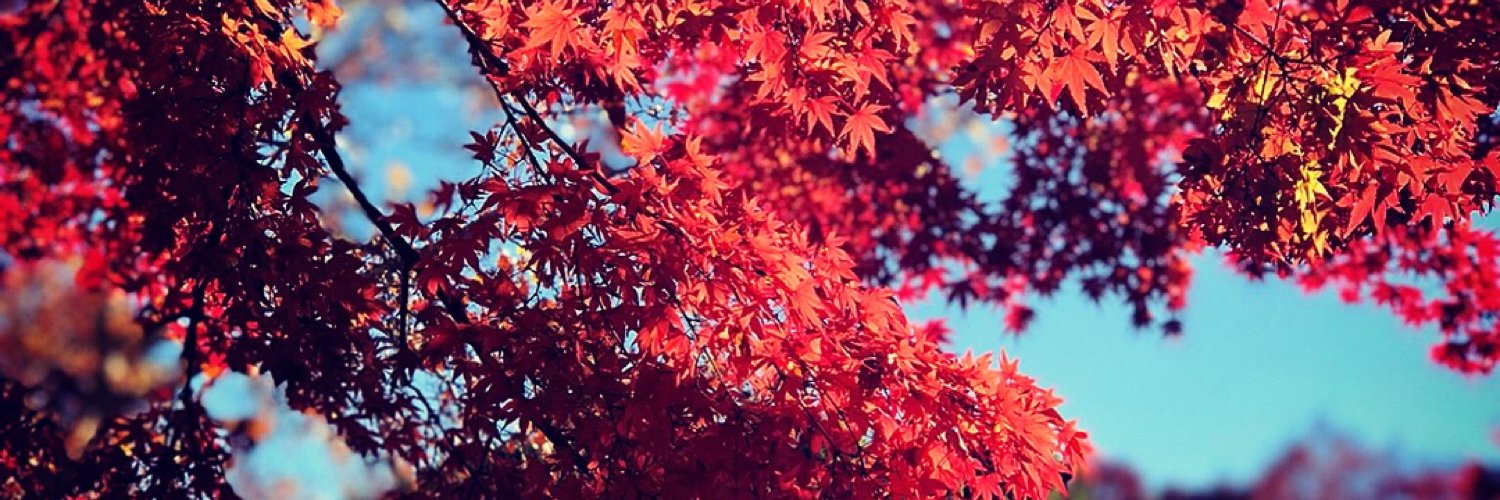 chou0826's profile banner image