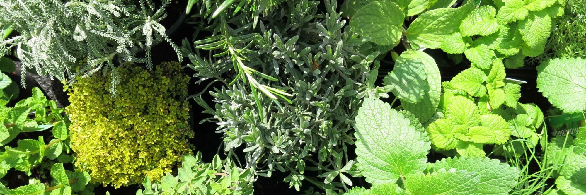 Hackney Herbal banner