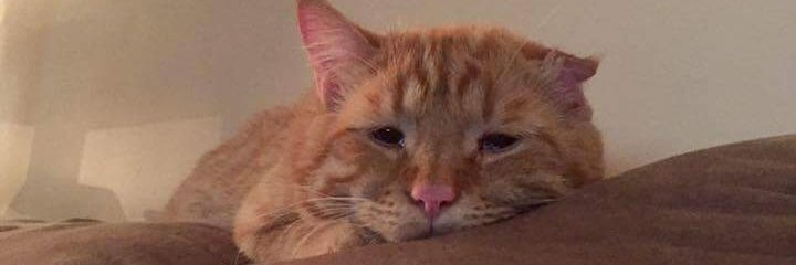 BenBenCatCat banner