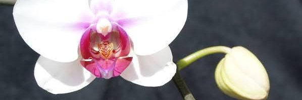 Princess_Hle's profile banner image