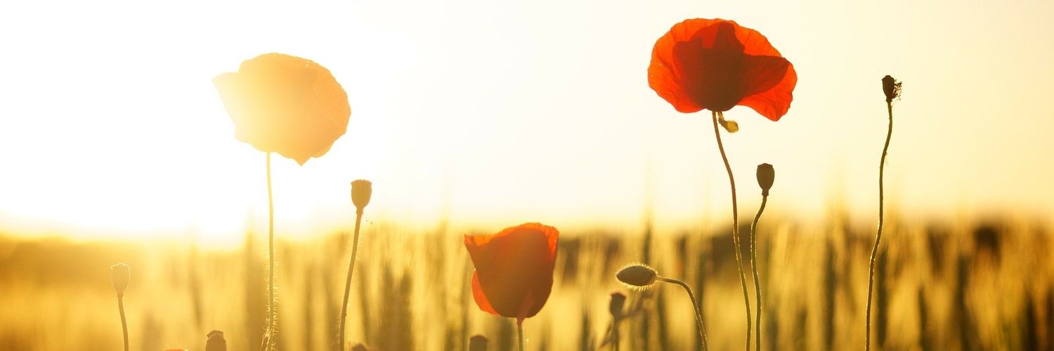 MiriamRoto's profile banner image