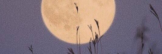 pippippika 🚨‼️☽̶☾ banner