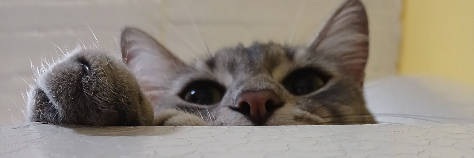 gabyruchaa's profile banner image
