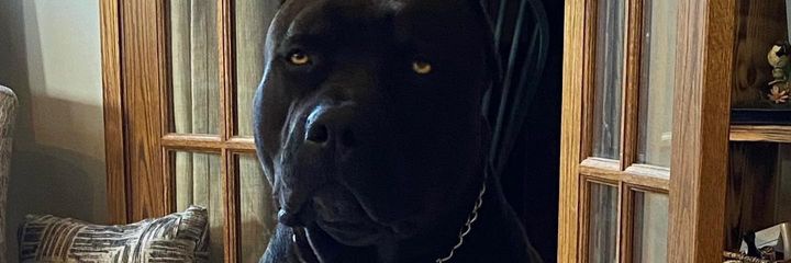 Deizionb's profile banner image