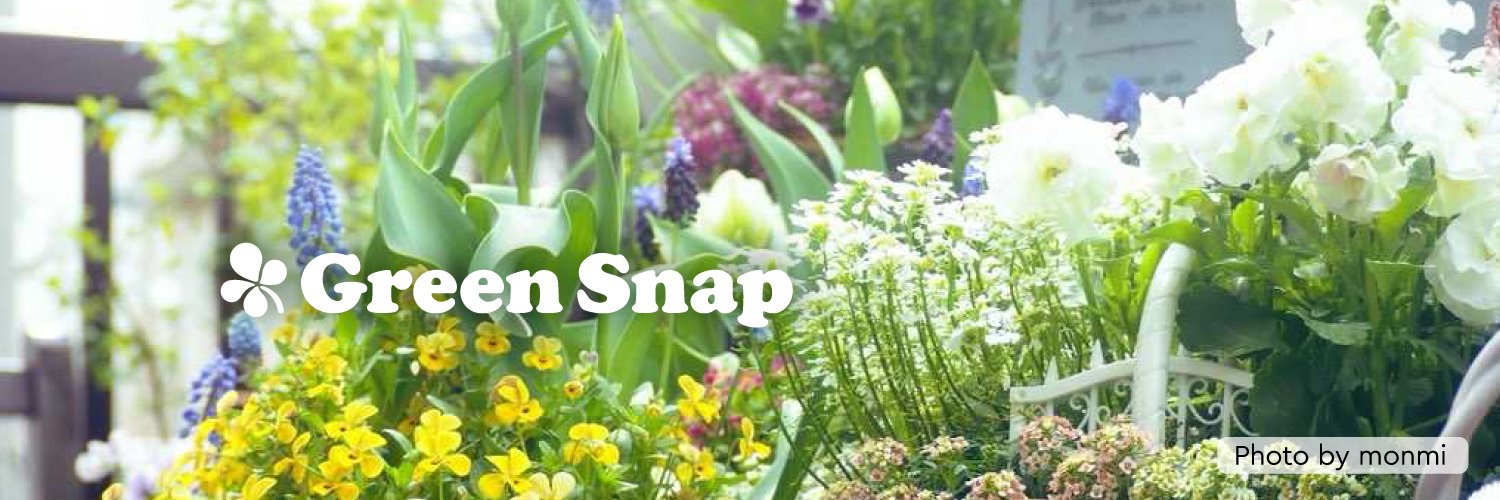 🍀GreenSnap banner
