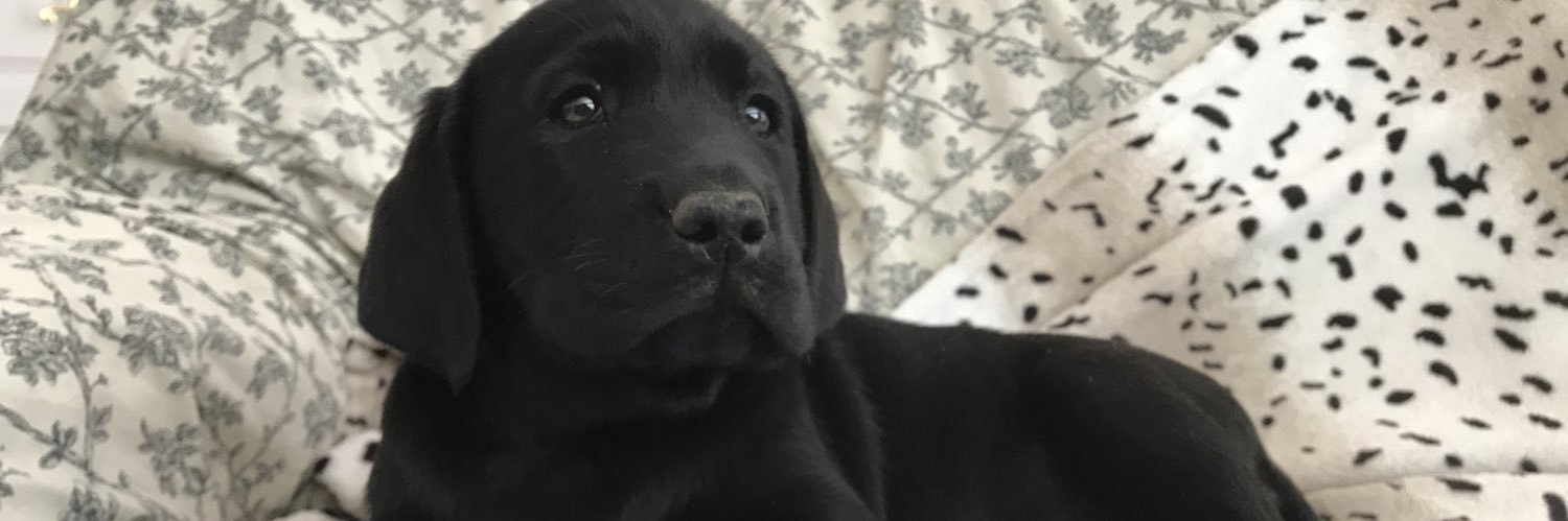 ChloeMollitor's profile banner image