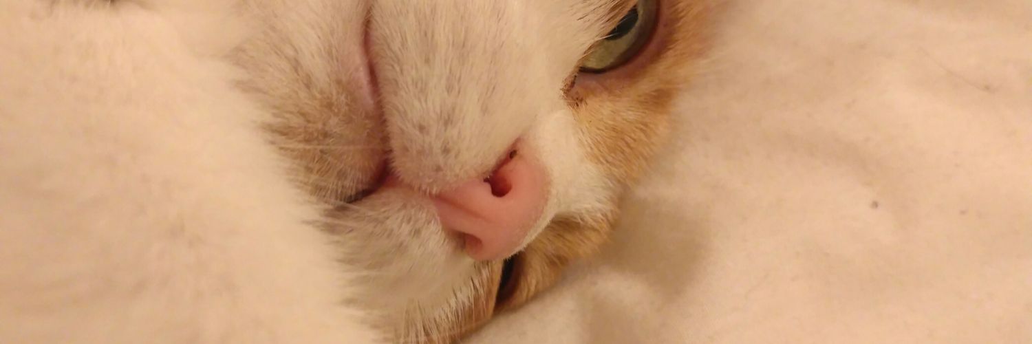 nuortort's profile banner image