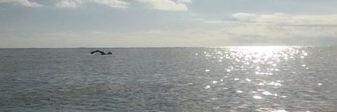 germanchoh1's profile banner image