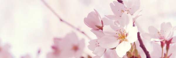 Floresa Profile Banner