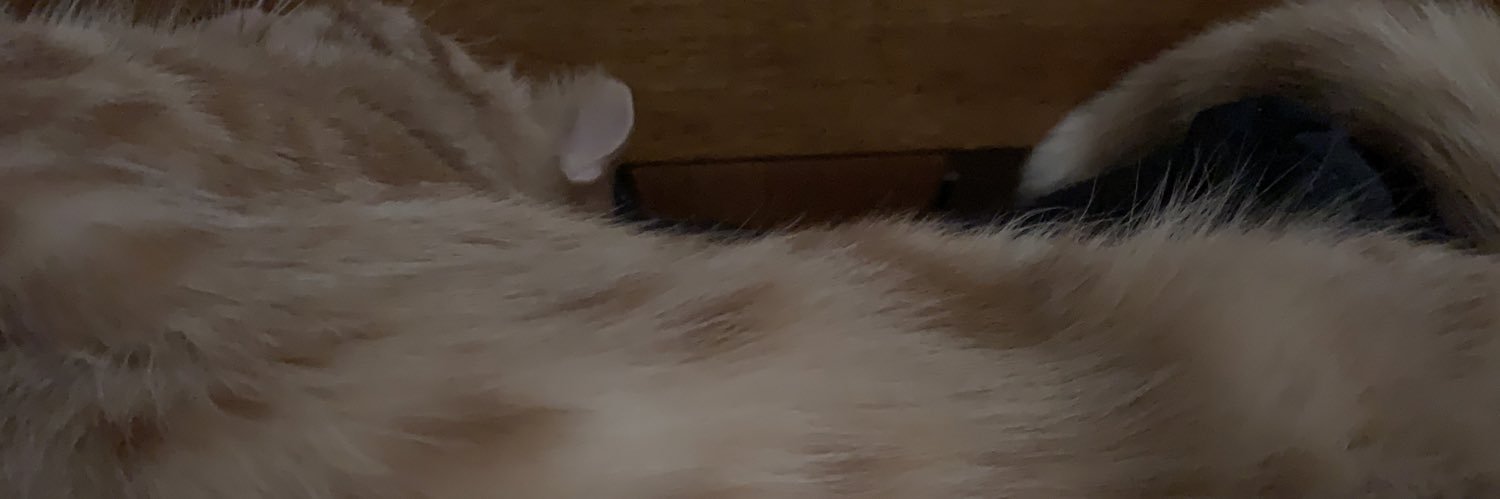 dareko_1813's profile banner image