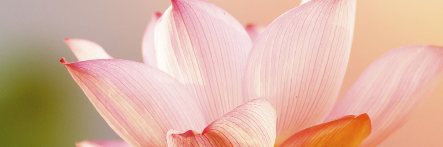 Orchid banner