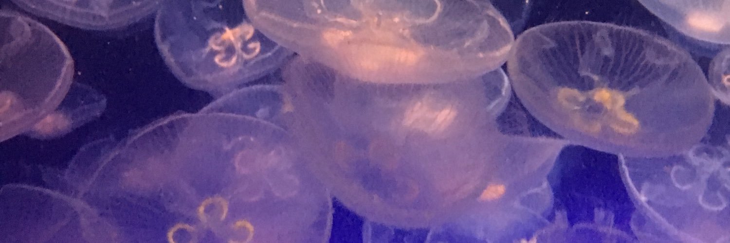 mrogachesky's profile banner image