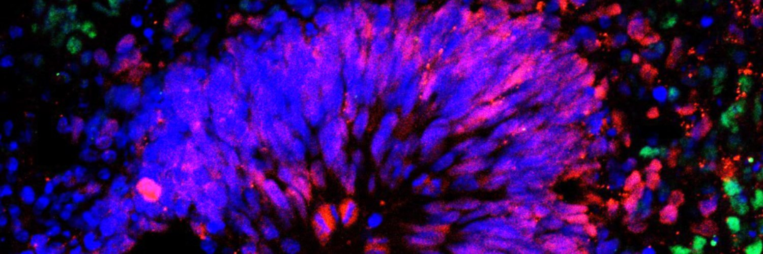 Jaime Imitola MD., FAAN banner