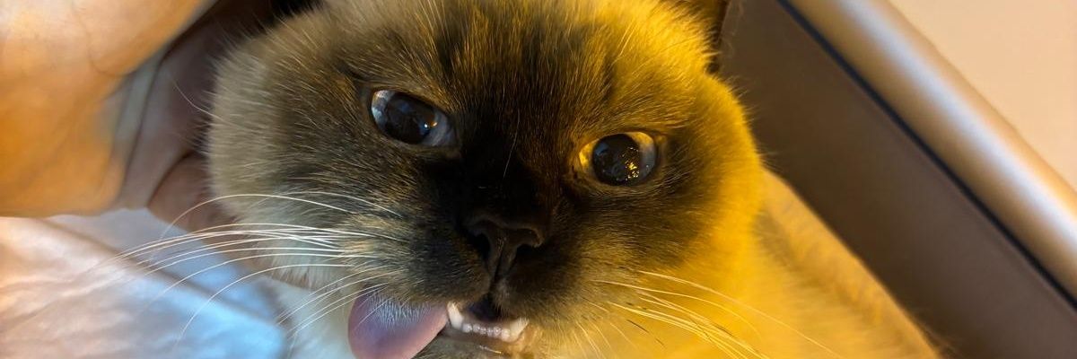 cccapan's profile banner image