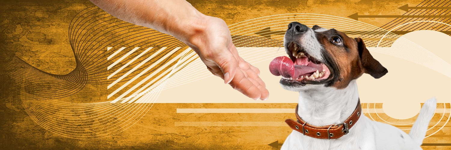 Faithful_Dogs's profile banner image