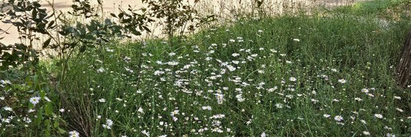 ddolddo8_8 Profile Banner