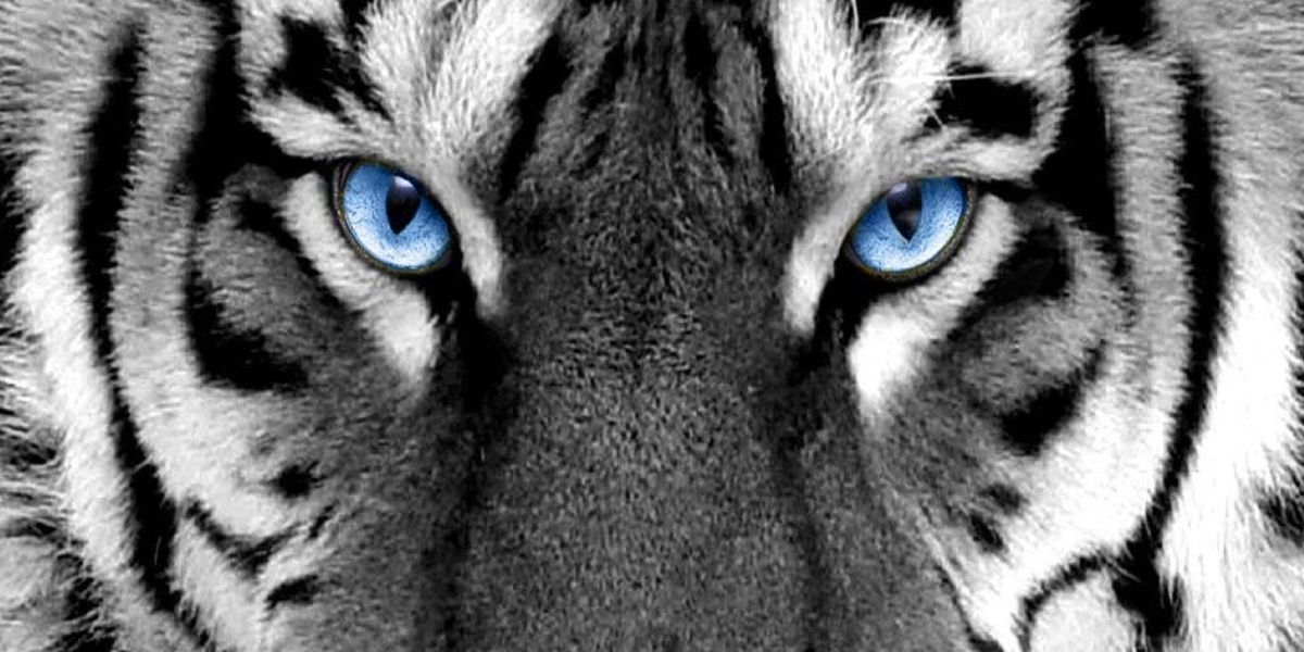 KoldenKristin's profile banner image