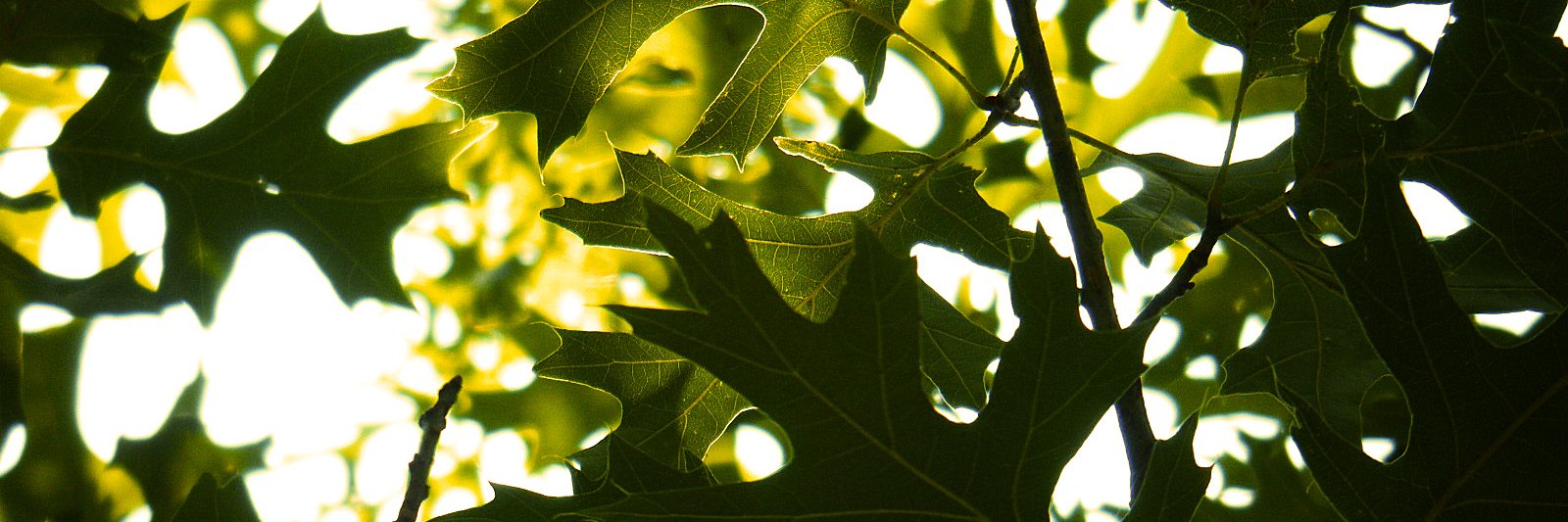 KL_Beckman's profile banner image