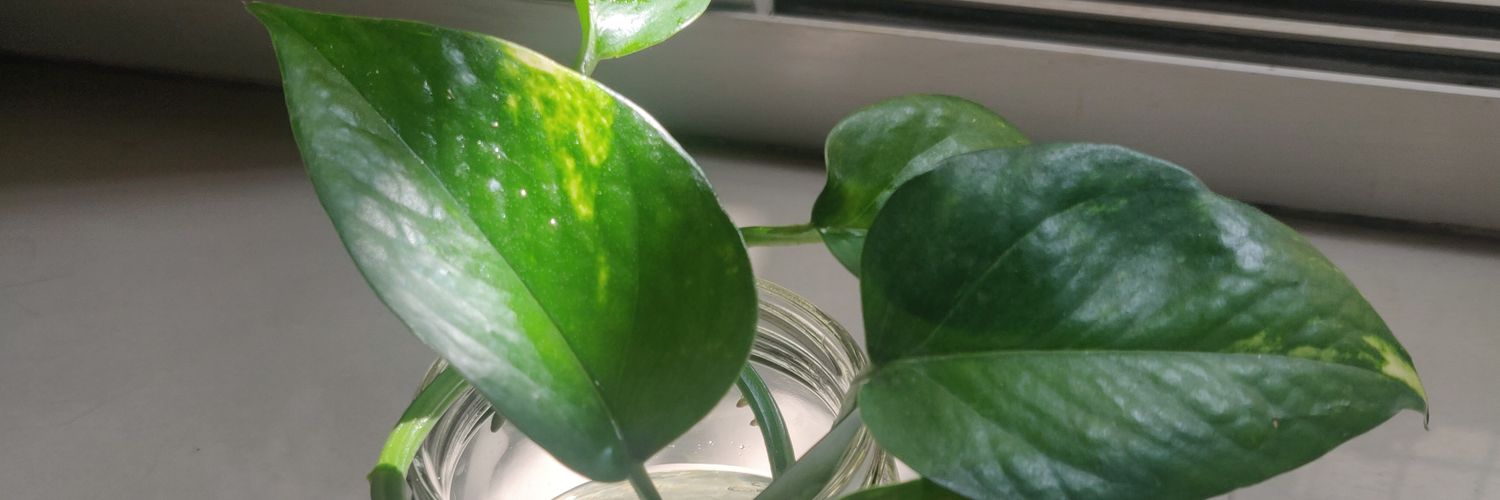 Janhavi Desai banner