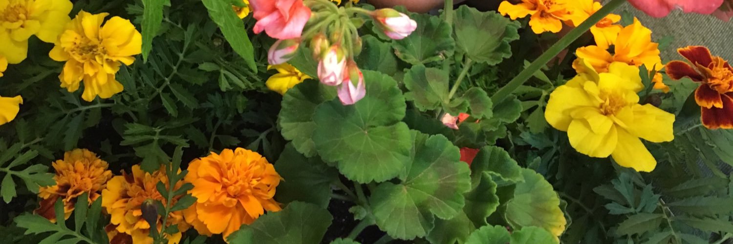 Irishjavamom's profile banner image