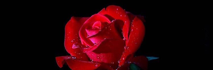 dangerlove5's profile banner image