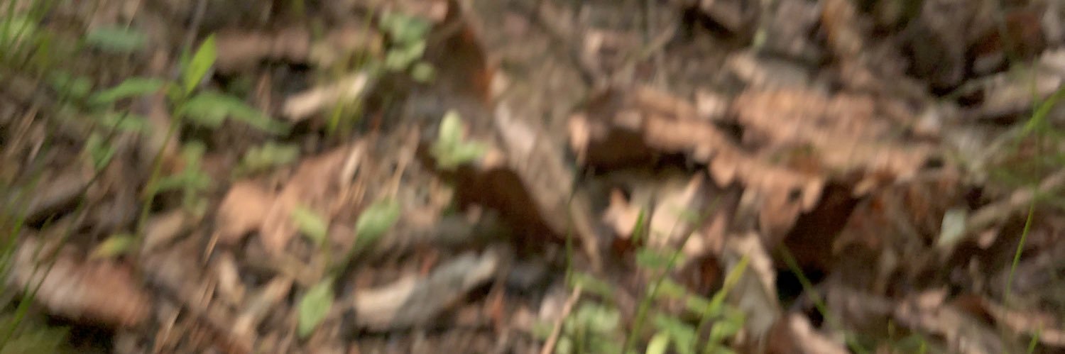 walmartsunset's profile banner image