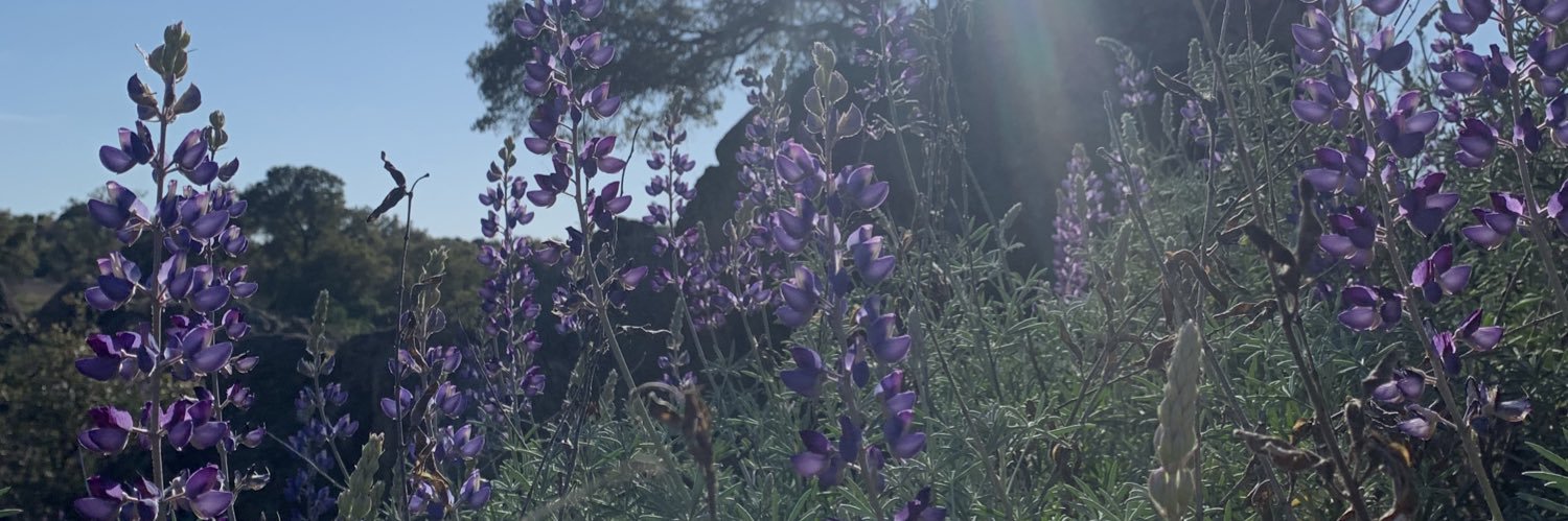 BrookLasater's profile banner image