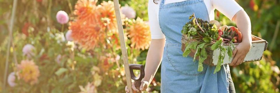 Grow & Fortify banner